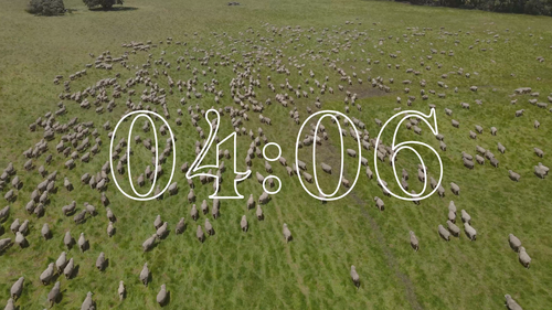 Campo de ovejas (4K)